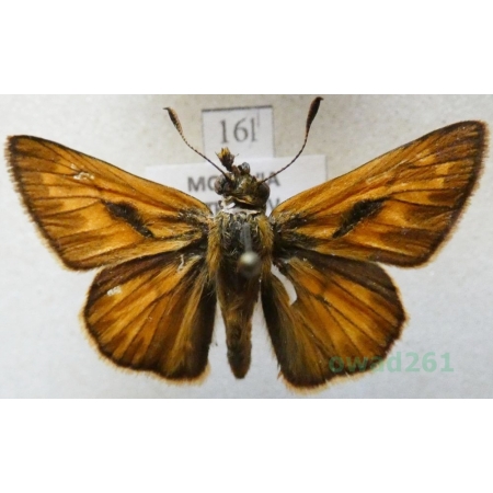 Ochlodes sylvanus (Esper, 1777) Karłątek kniejnik Czech16ln